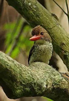 Banded Kingfisher (Lacedo pulchella amabilis) adult female, perched on branch, Kaeng Krachan N. P. Thailand, May