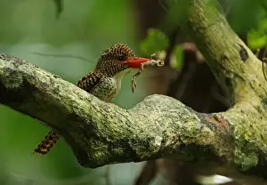 Banded Kingfisher (Lacedo pulchella amabilis) adult female, with treefrog prey in beak, perched on branch