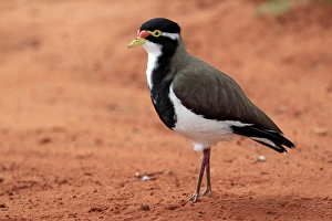 Australia Prints: Banded Lapwing (Vanellus tricolor) adult