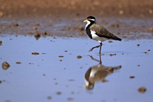 Plovers Prints: Banded Lapwing (Vanellus tricolor) adult