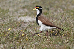 Sports Prints: Banded Lapwing (Vanellus tricolor) adult female