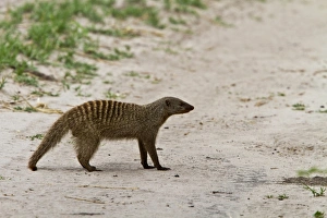 Banded Prints: Banded Mongoose - Botswana