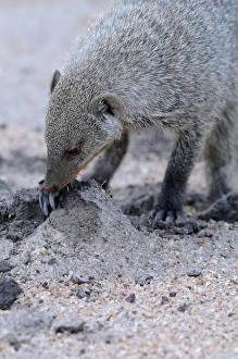 Mara Prints: Banded Mongoose (Mungos mungo) adult, digging for food, Masai Mara, Kenya