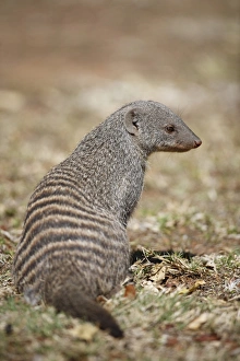Banded Mongoose (Mungos mungo) adult, sitting in savannah, Pilanesberg N. P. North West Province, South Africa