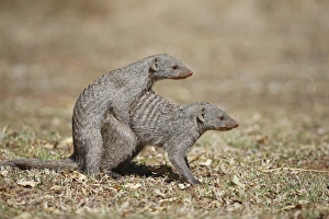 Pilanesberg Prints: Banded Mongoose (Mungos mungo) adult pair
