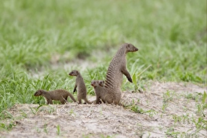 Chobe Prints: Banded Mongoose (Mungos mungo) adult with young