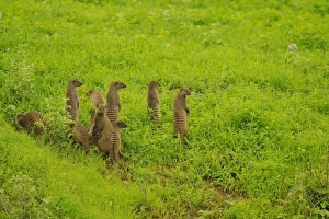 Mongooses Prints: Banded Mongoose (Mungos mungo) family group