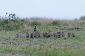Mara Prints: Banded Mongoose (Mungos mungo) large family group