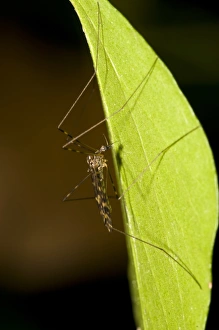 Downlands Prints: Banded Mosquito (Culiseta annulata) adult