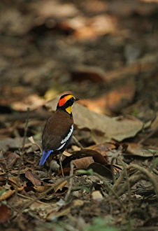Pitta Prints: Banded Pitta (Pitta guajana irena) adult male