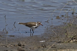 Botswana Prints: Three banded Plover - near Kwara camp, Okavango Delta, Botswana
