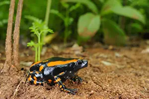 Frog Prints: Banded Rubber Frog (Phrynomantis bifasciatus) adult