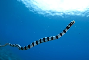 Banded Sea Krait (Laticauda colubrina) adult, swimming in open water, Tanjung Burang, Banda, near Ambon Island