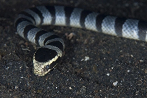 Banded Sea Krait (Laticauda colubrina) adult, close-up of head, on black sand at night, Lembeh Straits, Sulawesi
