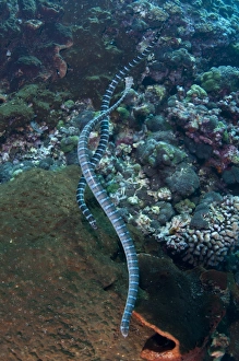 Banda Prints: Banded Sea Krait (Laticauda colubrina) adult pair