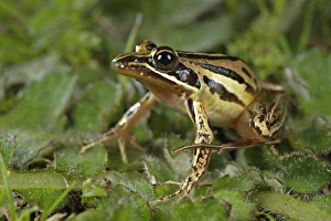 Banded Stream Frog (Strongylopus bonaespei) adult, sitting on leaves, South Africa