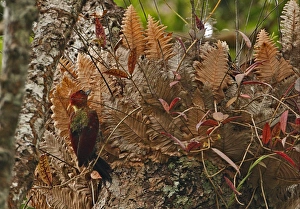 Kaeng Krachan Prints: Banded Woodpecker (Picus mineaceus) adult male