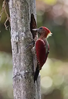Nest Prints: Banded Woodpecker (Picus miniaceus malaccensis) adult female