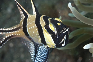 Protects Prints: Banggai Cardinalfish (Pterapogon kauderni) adult