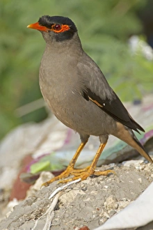 Rajasthan Prints: Bank Myna (Acridotheres ginginianus) adult, standing on ground, Keoladeo Ghana N. P