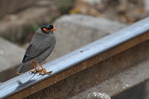 Myna Prints: Bank Myna (Acridotheres ginginianus) adult