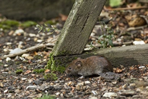 Vole Prints: Bank Vole at base of bird table