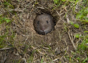 Vole Prints: Bank Vole (Clethrionomys glareolus) adult