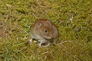 Rodent Prints: Bank Vole (Myodes glareolus) adult female