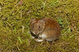 Bank Vole (Myodes glareolus) adult female, standing on moss, Norfolk, England, July (controlled)