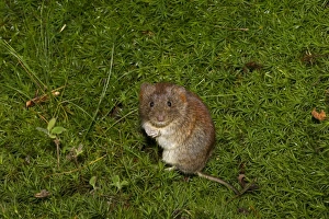 Bank Vole (Myodes glareolus) adult female, sitting on moss, Norfolk, England, September (controlled)