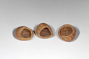 Rodent Prints: Bank Vole (Myodes glareolus) eaten hazelnuts