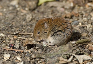 Hedge Row Prints: Bank Vole in Suffolk hedgerow