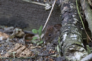 Bank Vole watching from hedgerow cover