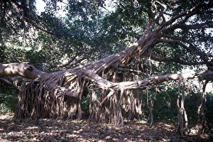 Figs Prints: Banyan Tree (Ficus benghalensis) Ranthambhor, India