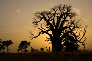 Burkina Faso Prints: Baobab tree silhouetted at sunset, near Banfora, Comoe Province, Burkina Faso