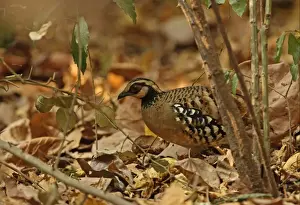 Kaeng Krachan Prints: Bar-backed Partridge (Arborophila brunneopectus) adult