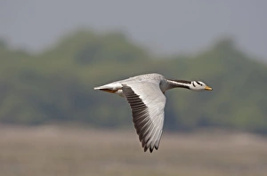 Rajasthan Prints: Bar-headed Goose (Anser indicus) adult