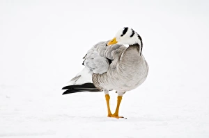 Water Fowl Prints: Bar-headed Goose (Anser indicus) adult