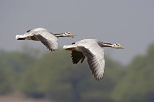 Rajasthan Prints: Bar-headed Goose (Anser indicus) two adults