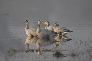 Ranthambore Prints: Bar-headed Goose (Anser indicus) four adults