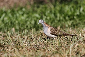 Pigeon Prints: Bar-shouldered Dove (Geopelia humeralis) adult