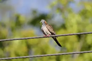 Pigeon Prints: Bar-shouldered Dove (Geopelia humeralis) adult male