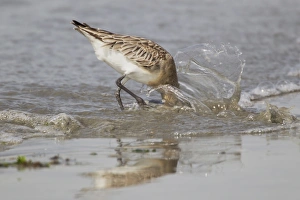 Bar-tailed Godwit (Limosa lapponica) adult, non-breeding plumage, feeding in shallow water on tideline at coast