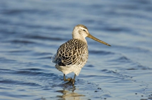 Wading Prints: Bar-tailed Godwit (Limosa lapponica) adult