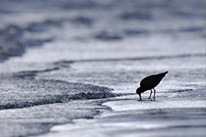 Bar-tailed Godwit (Limosa lapponica) adult, silhouetted on beach, probing mud with beak, Varanger, Norway, may