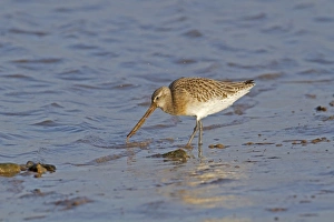 Bar-tailed Godwit (Limosa lapponica) adult, winter plumage, feeding on worm at shoreline, Norfolk, England, january