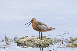Finnmark Prints: Bar-tailed Godwit (Limosa lapponica) adult male