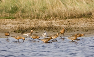 Godwits Prints: Bar-tailed Godwit (Limosa lapponica) adults