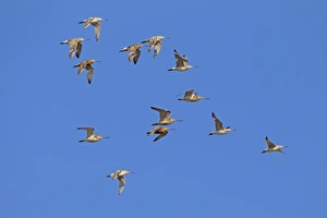 Roost Prints: Bar-tailed Godwit (Limosa lapponica) flock