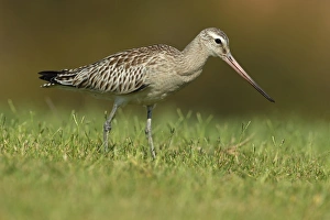 Algarve Prints: Bar-tailed Godwit (Limosa lapponica) juvenile